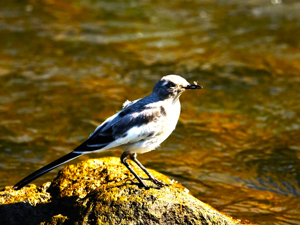 画像 知らない間にここまで進化している!?復帰したグランドセイコー信者が「SLGW007」を出来るだけわかりやすく語る。ムーブメント編。-Grand Seiko -3245_8092_2107-1536x1025-1