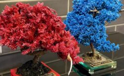RE:BONSAI ？？～CVSTOS（クストス）～