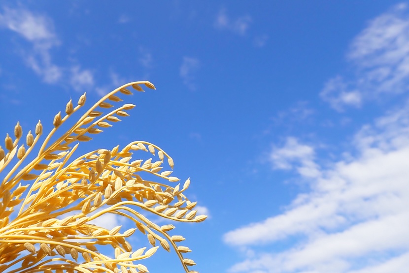 3/5(木)は2026年最強の大開運日！！時計を購入するならこの日しかない！？ - Glashütte Original IWC Jaeger-LeCoultre 