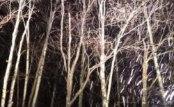 ～夜闇に浮かび上がる白樺林ダイヤル「SLGH017」～