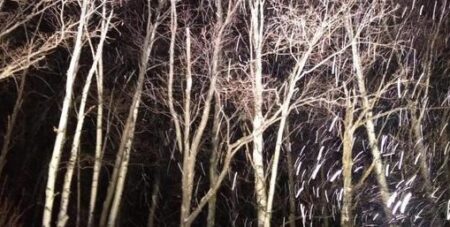 ～夜闇に浮かび上がる白樺林ダイヤル「SLGH017」～