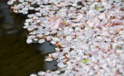 日本だからこそ表現できる時計「SBGA443」