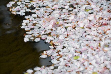 日本だからこそ表現できる時計「SBGA443」