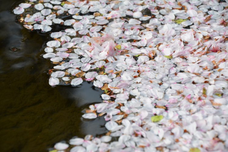 画像 日本だからこそ表現できる時計「SBGA443」 - Grand Seiko