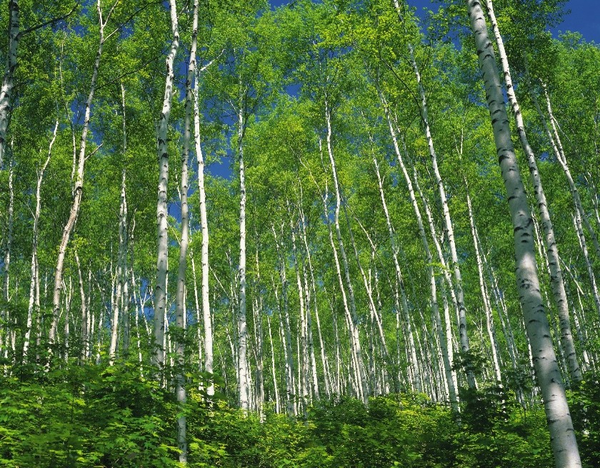 【グランドセイコー】大人気モデル『SLGW007』が再入荷 - Grand Seiko 